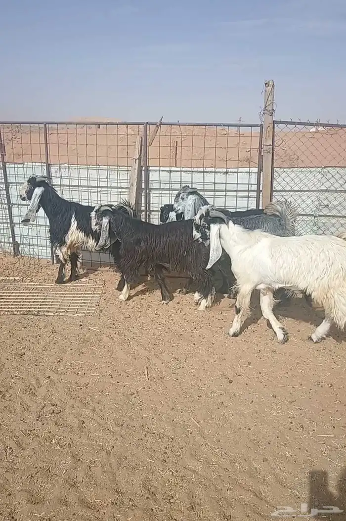 تيوس جذعان( مخاصي) 6