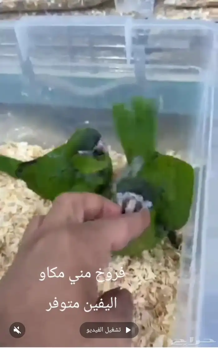 فروخ ميني مكاو اليفين 0