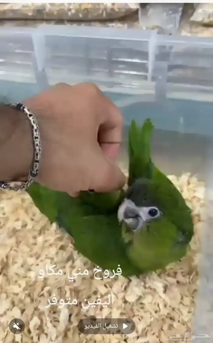 فروخ ميني مكاو اليفين 1