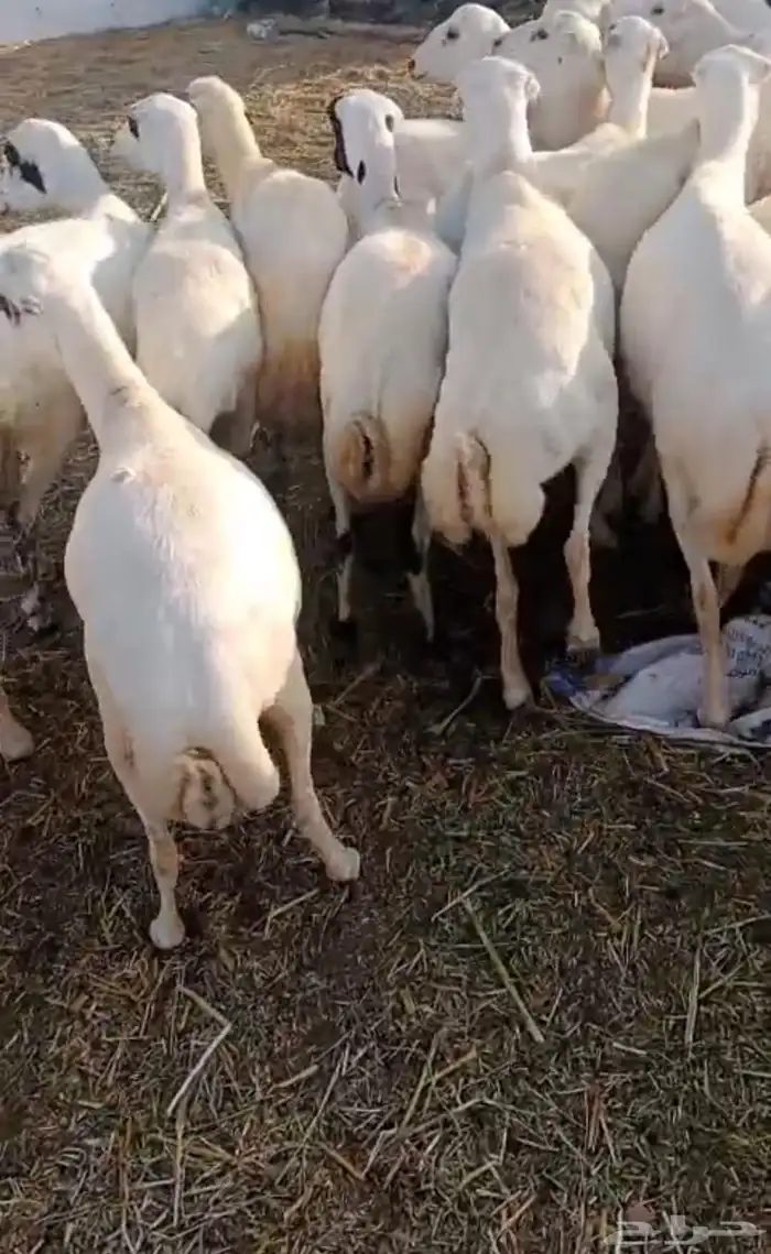 ضان دفيع رفيدي بلدي مرح واحد العدد 150 وتبع 45 عياله 1