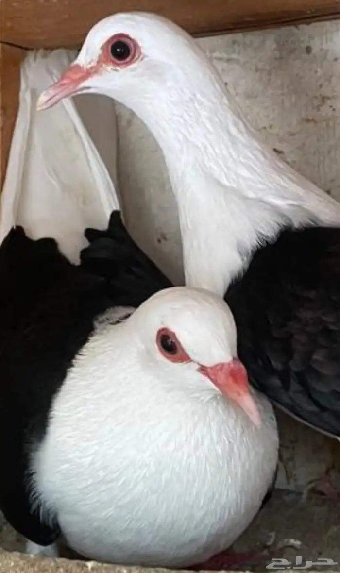 جوز رعبي تركيب جديد 6