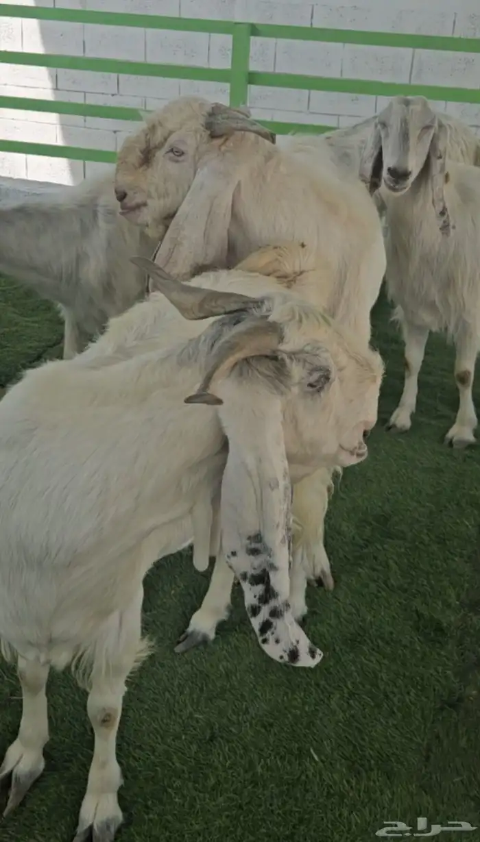 4 معزا مشاريك مقاني بيض بالفحل ابرص 5