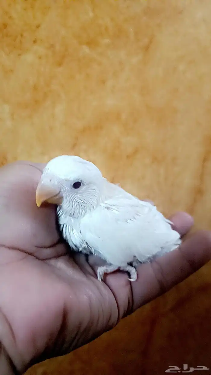 فرخ روز ( البينو - عيون حمراء ) 0