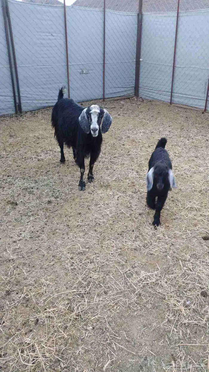 عنز معاها جفره تامه 0