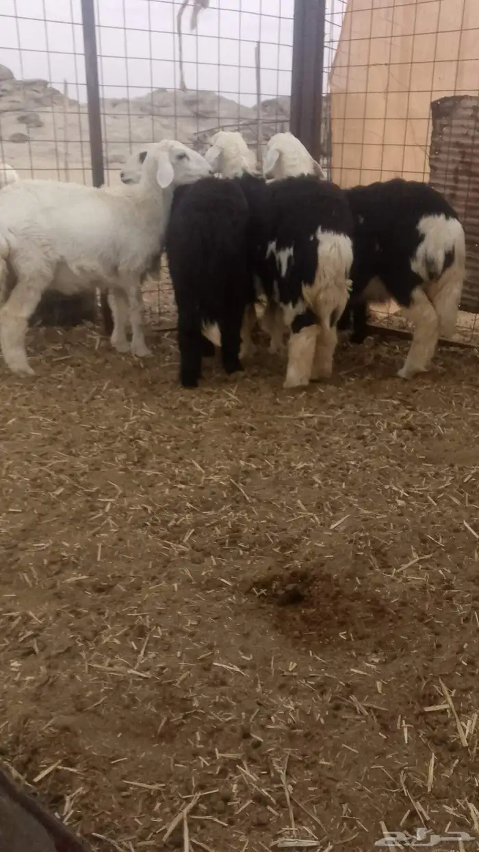 رخال طيبه حقت ثلاجات ويوجد لدينا توصيل ينبع البحر 2