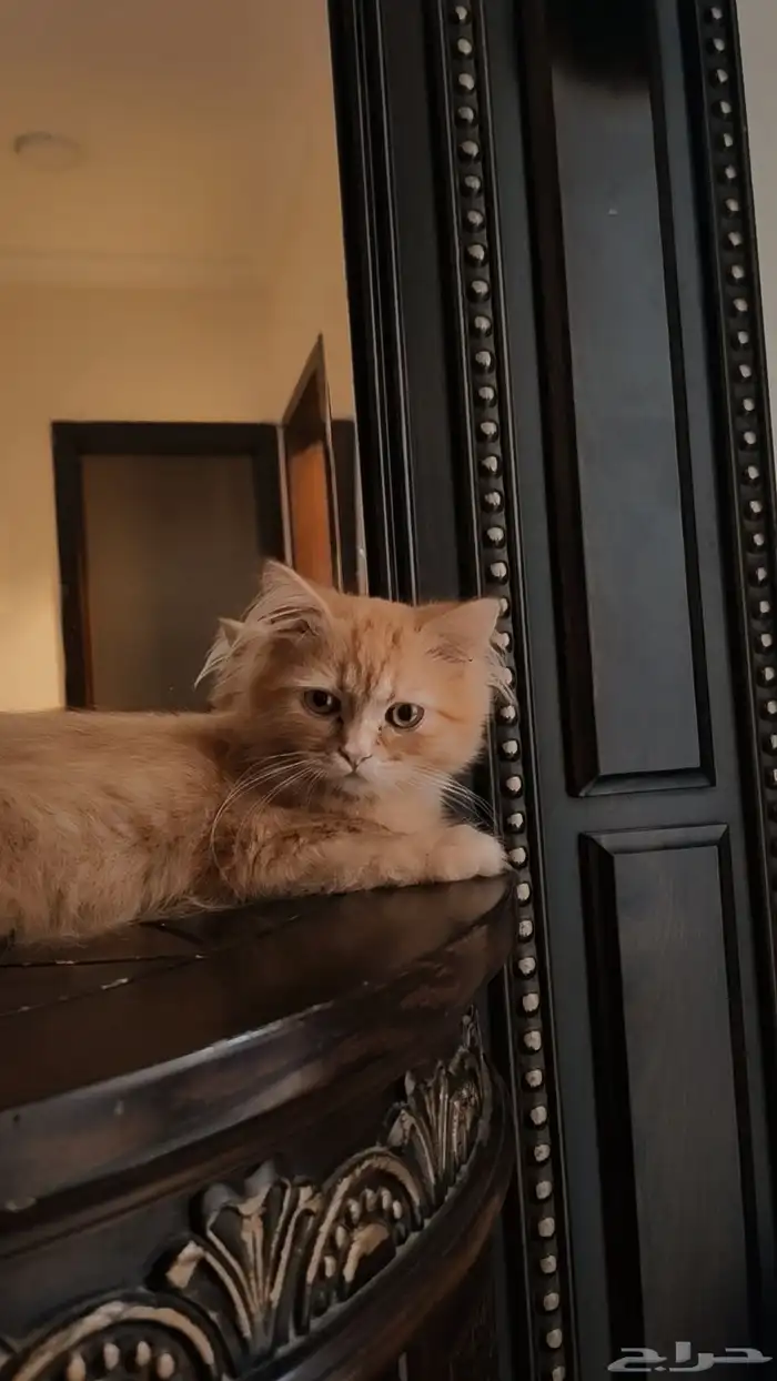 قط ذكر للتبني 0