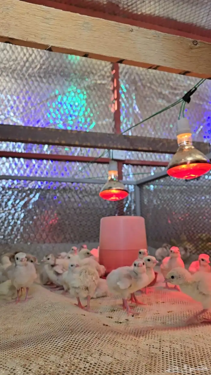 صيصان رومي فرنسي ابيض 2