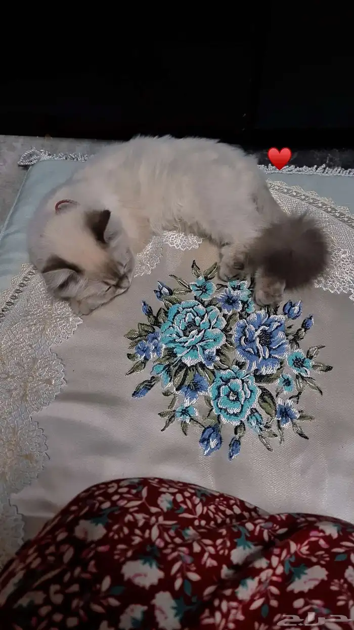 قطه مفقوده ضائعه 0