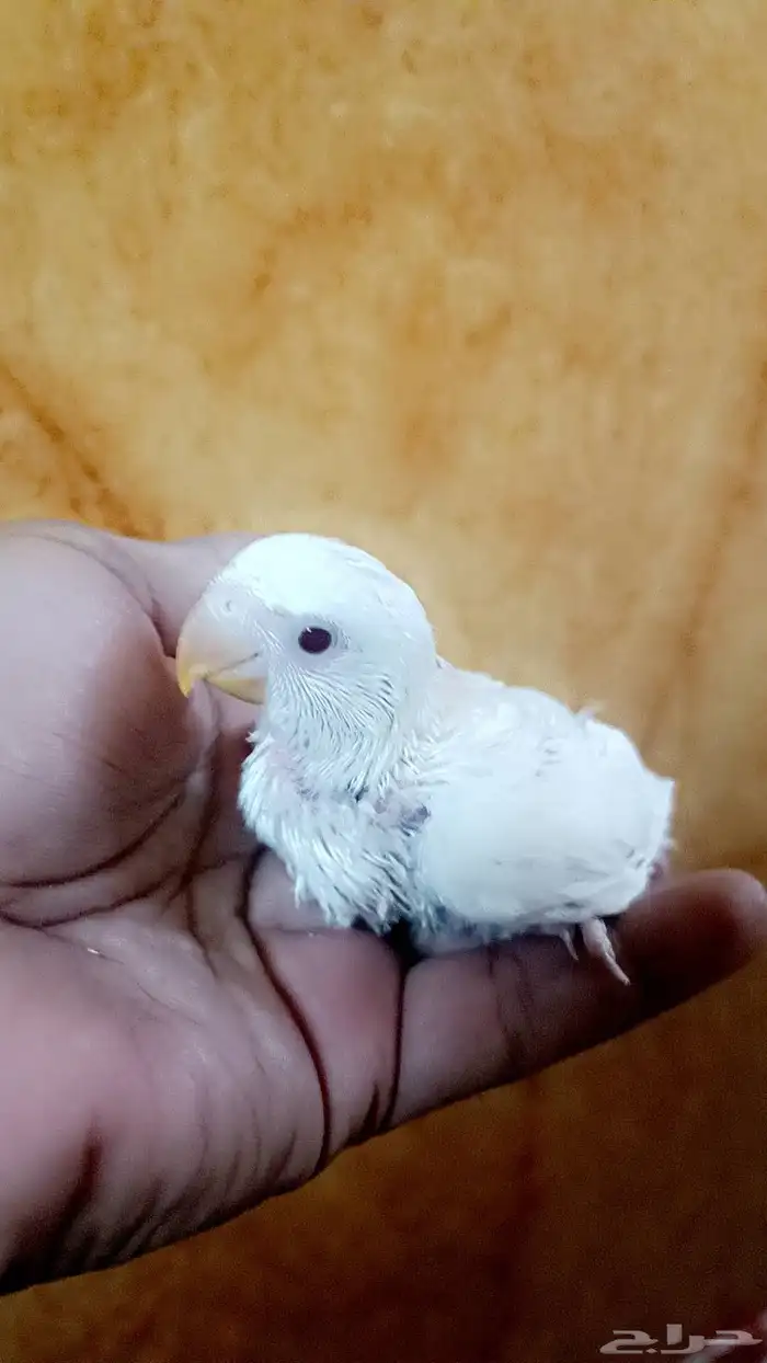 فرخ روز ( البينو - عيون حمراء ) 4