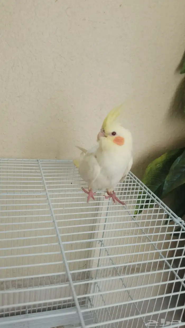 مطلوب ذكر كروان لاتينو عمر سنتين 0