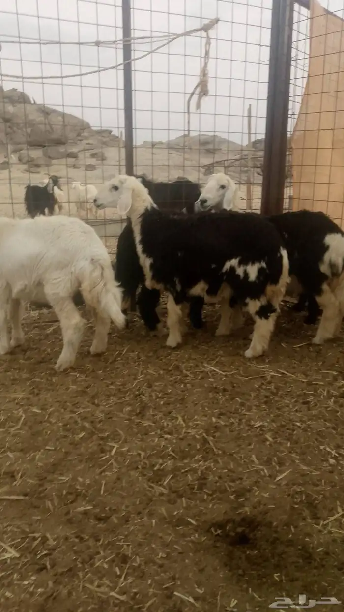 رخال طيبه حقت ثلاجات ويوجد لدينا توصيل ينبع البحر 1