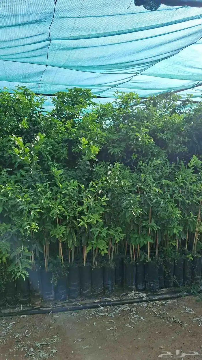 شتلات حمضيات 7