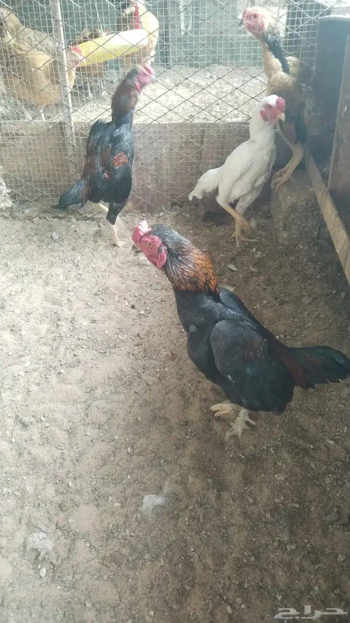 ديوك فحول قزم . 0