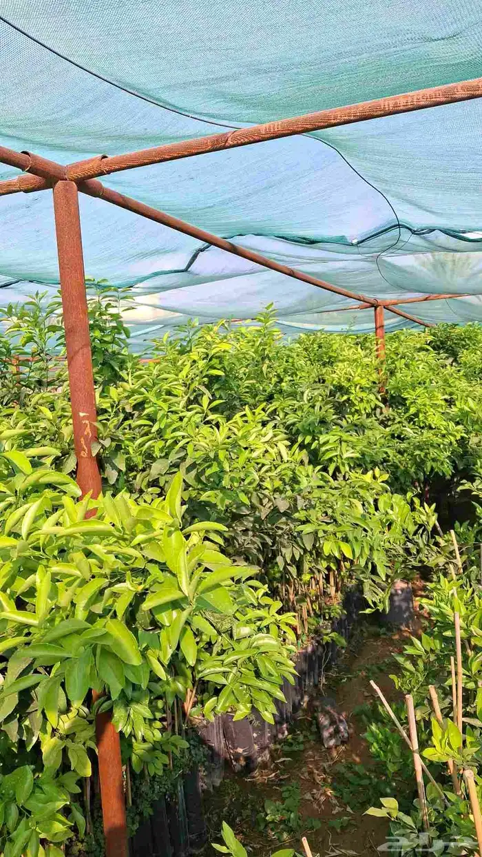 شتلات حمضيات 3