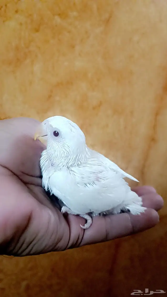 فرخ روز ( البينو - عيون حمراء ) 1