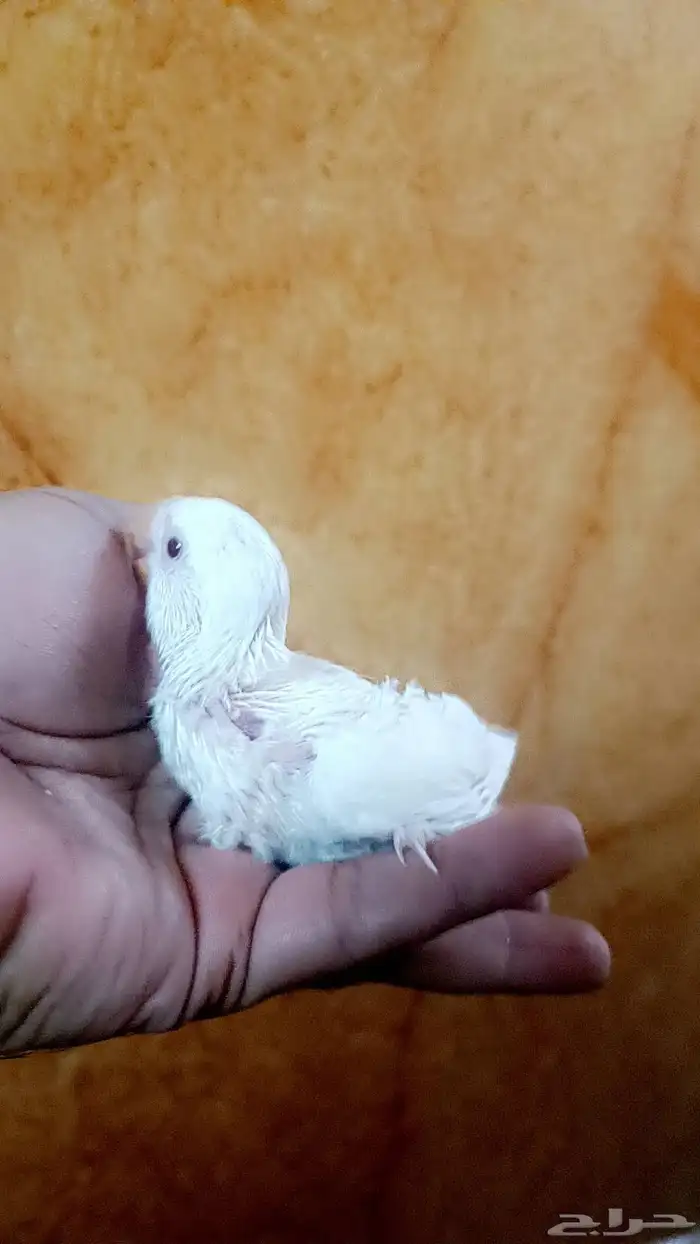 فرخ روز ( البينو - عيون حمراء ) 3