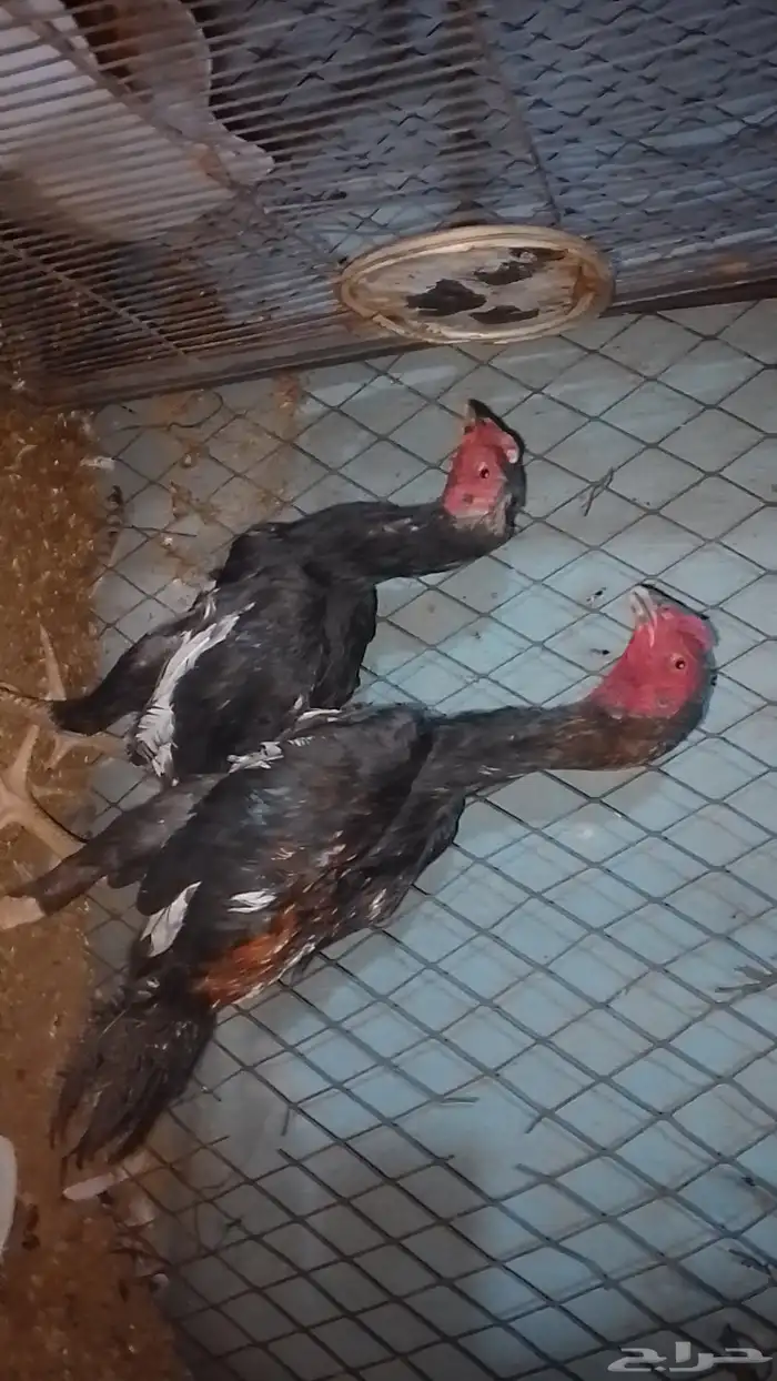 ديك باكستاني 0