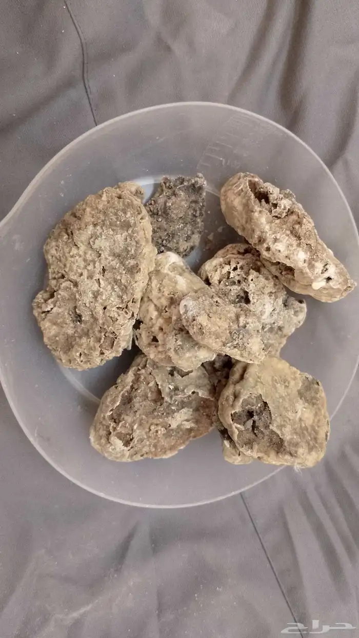 عنبر الحوت 0