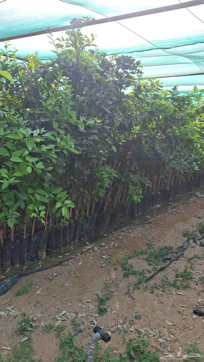 شتلات حمضيات 9