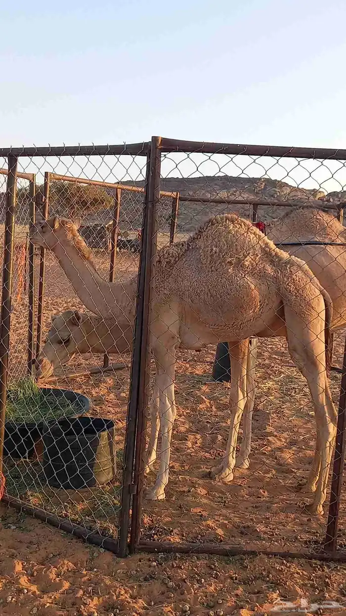 بكره هجن عمرها 10 شهور 1