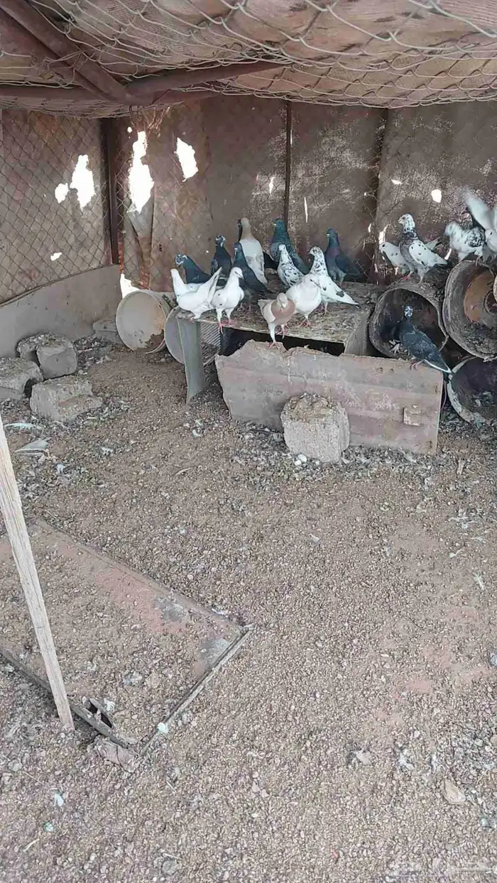 حمام للبيع 0