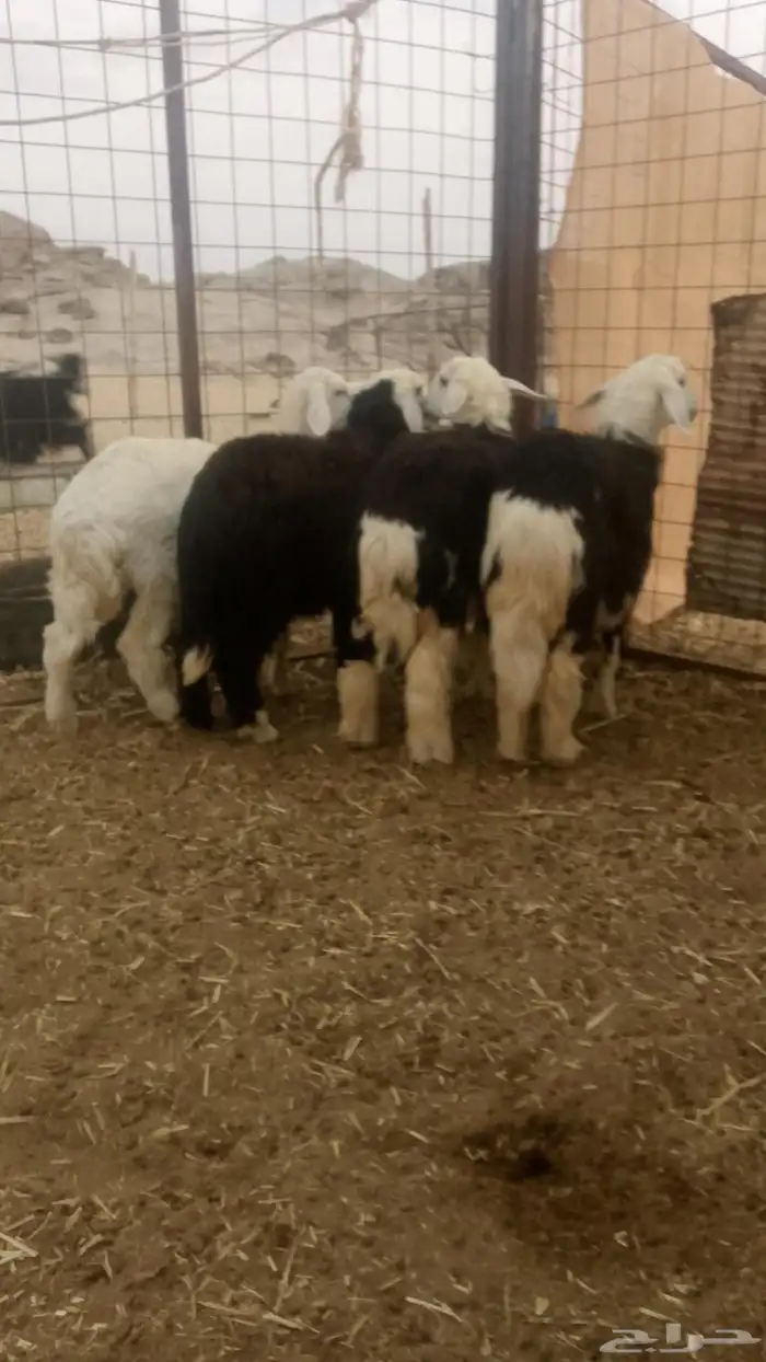 رخال طيبه حقت ثلاجات ويوجد لدينا توصيل ينبع البحر 0