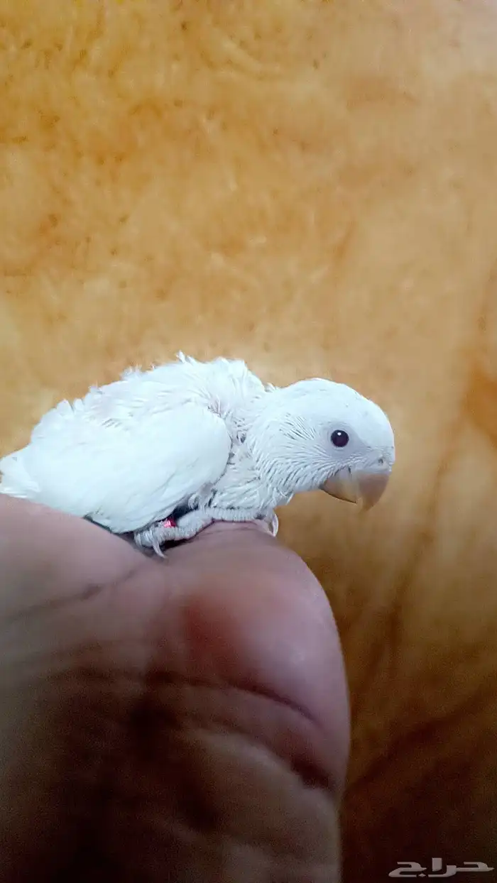 فرخ روز ( البينو - عيون حمراء ) 2