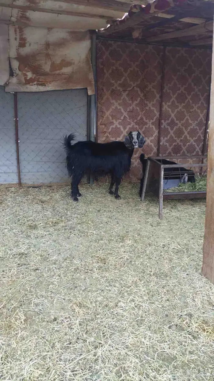 عنز معاها جفره تامه 1