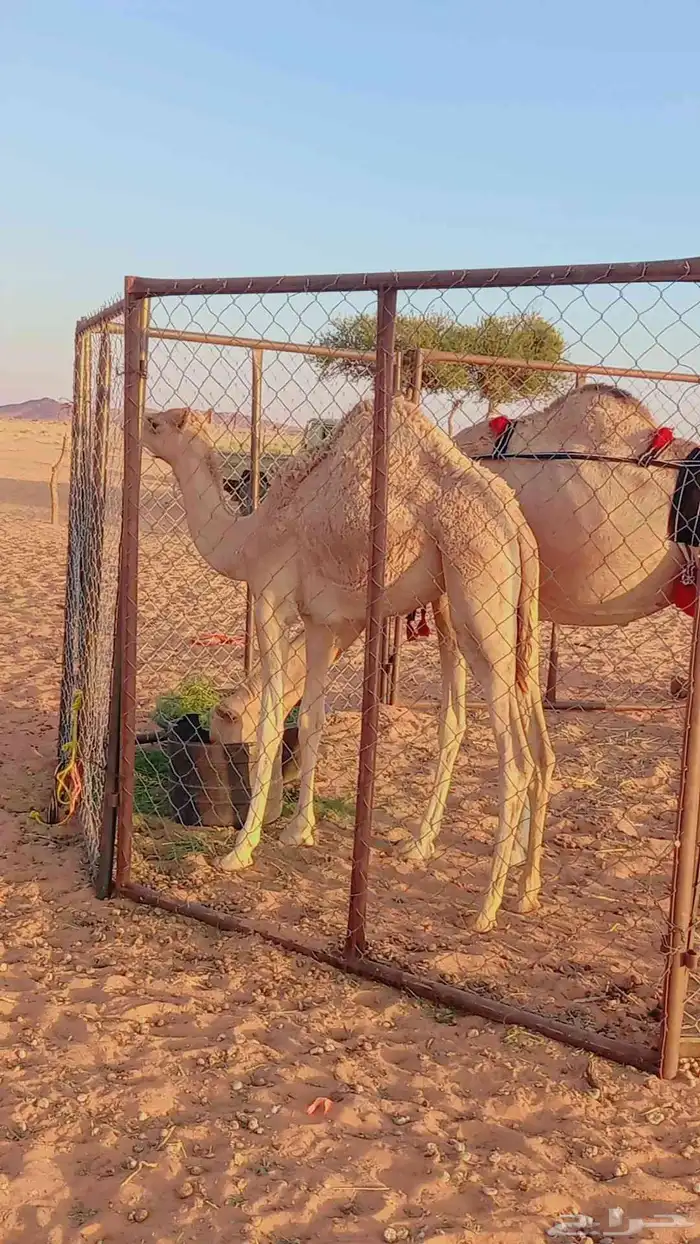 بكره هجن عمرها 10 شهور 0