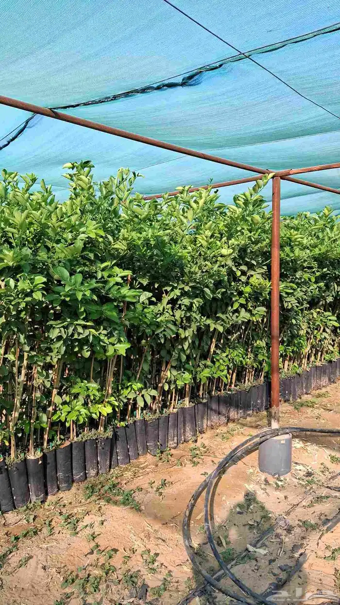 شتلات حمضيات 8