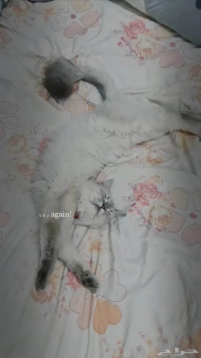 قطه مفقوده ضائعه 1