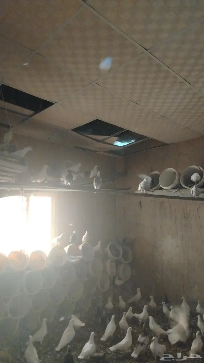 حمام فرنسي للبيع حدود 50 زوج 2