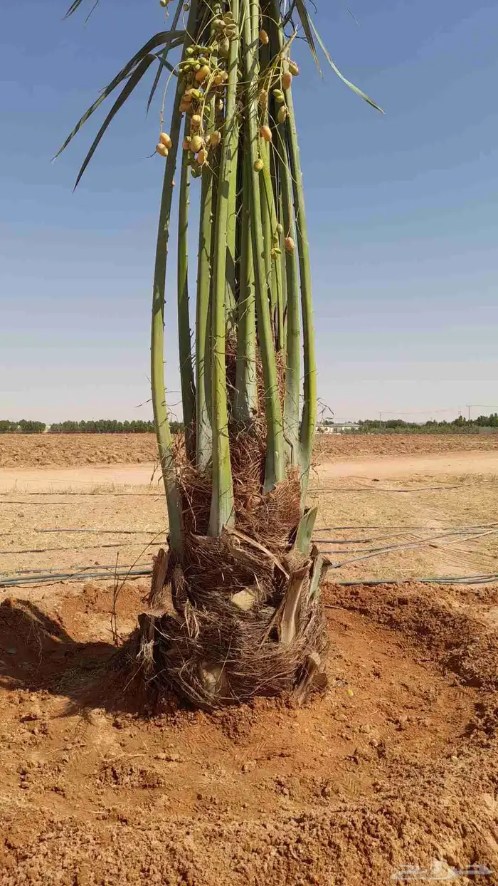 نخل مثمر صقعي اخلاص خضري سكري برحي نخل زينه 3