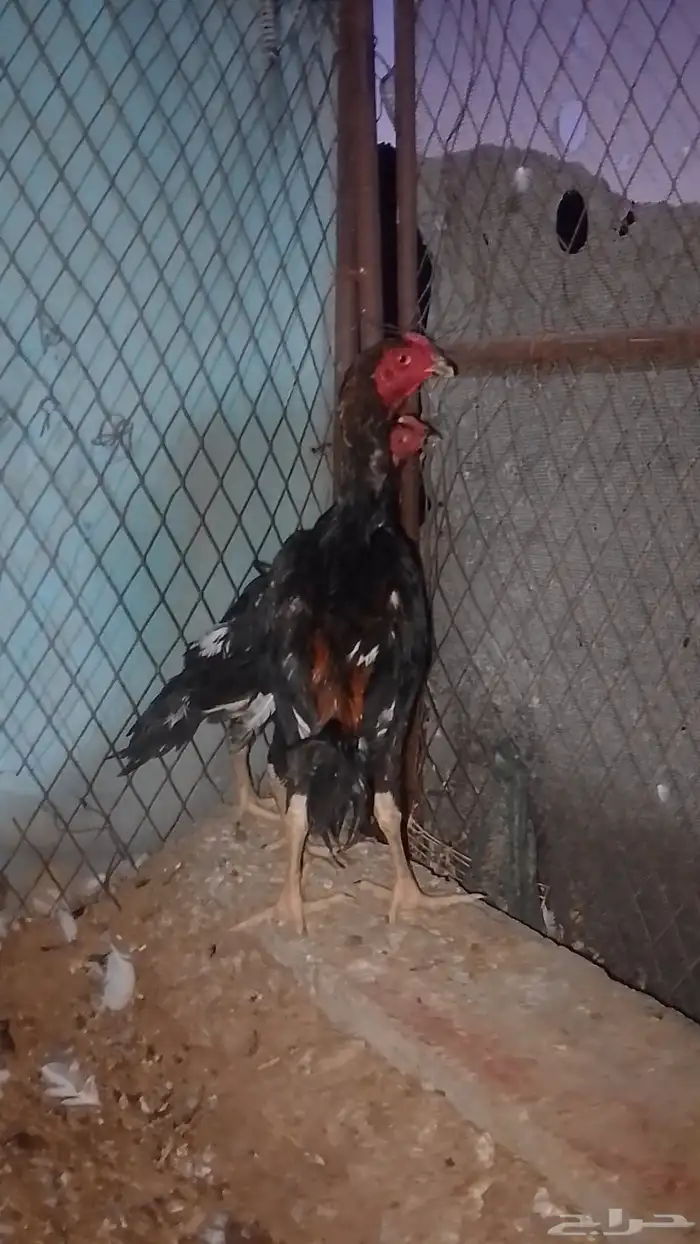 ديك باكستاني 1