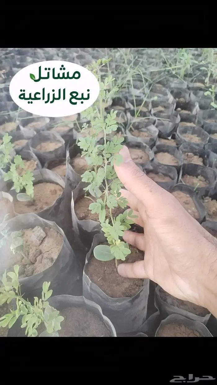 شتلات سرسيديوم اكياس جملة كميات كبيرة 1