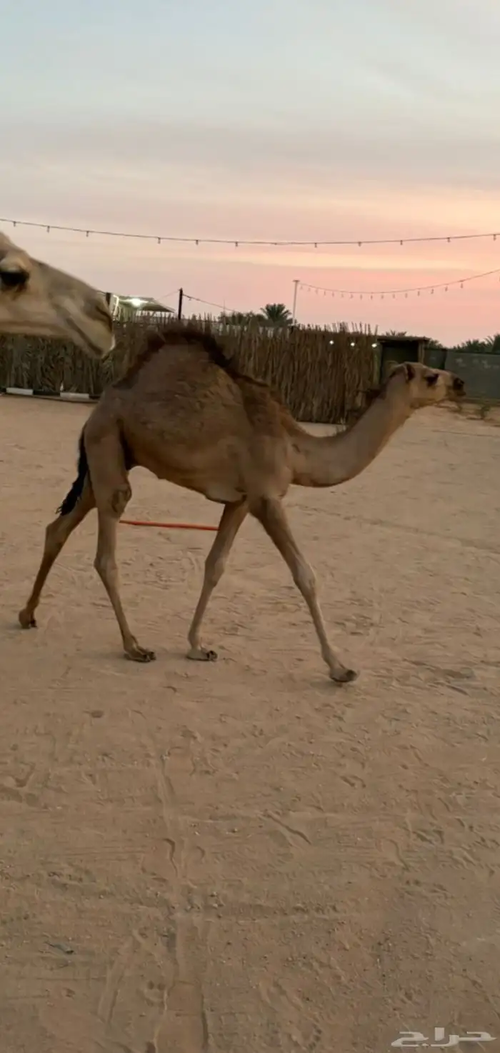 عشرا معها قعود عمره فوق 7 شهور 4