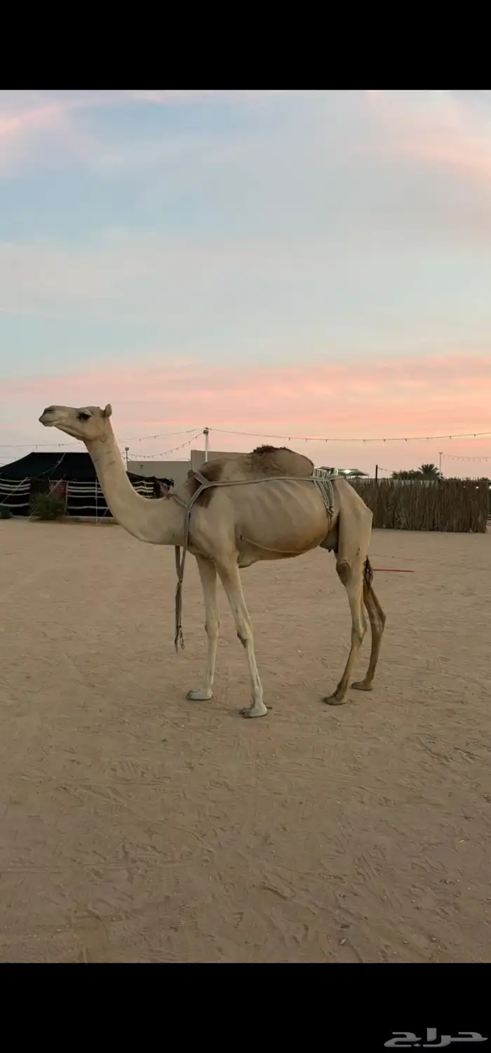 عشرا معها قعود عمره فوق 7 شهور 5