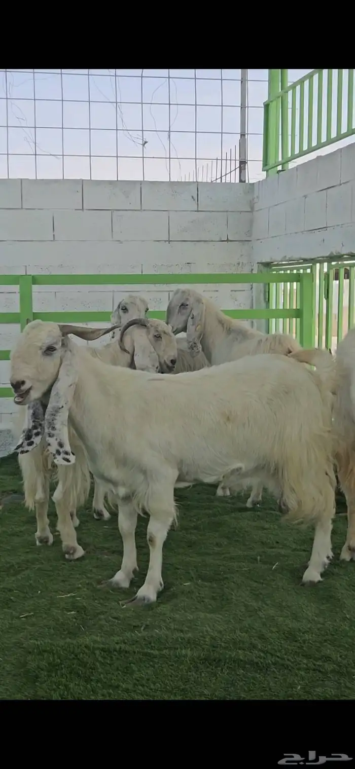 4 معزا مشاريك مقاني بيض بالفحل ابرص 2