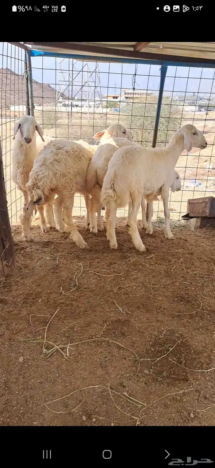 للبيع بهم نضاف وشحم 5