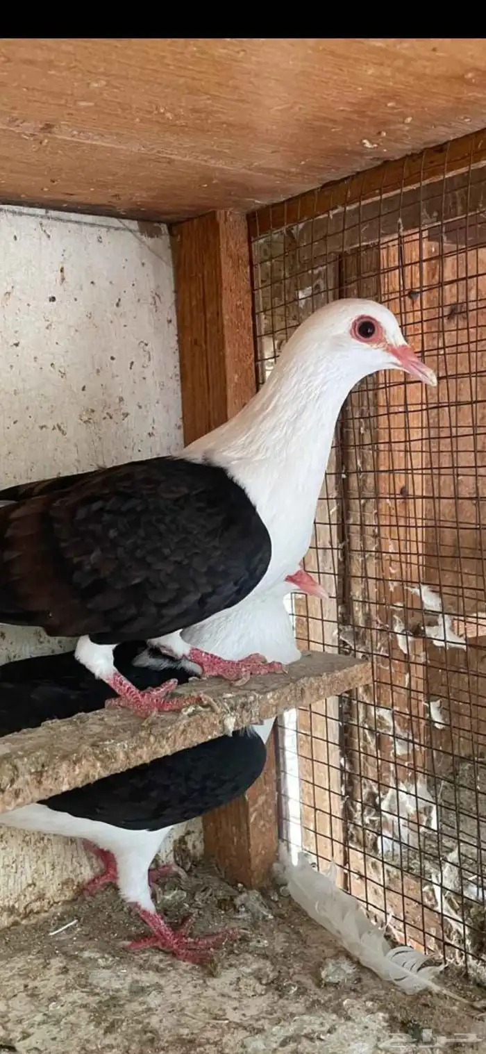 جوز رعبي تركيب جديد 1