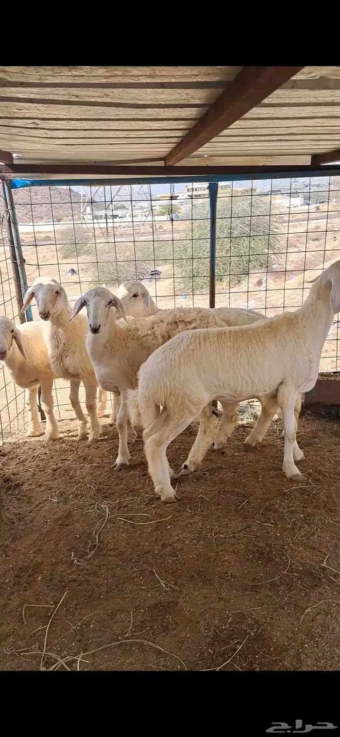 للبيع بهم نضاف وشحم 1