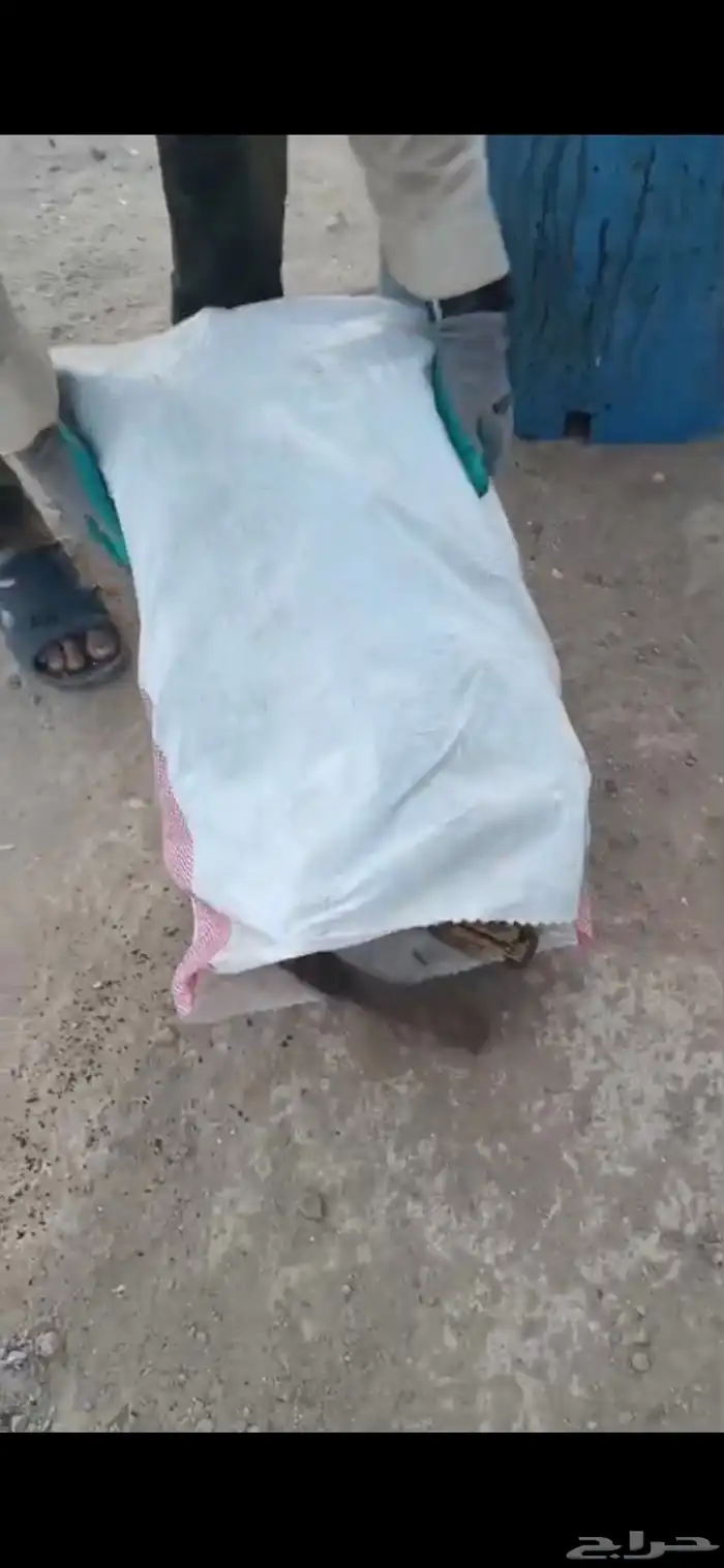 عنب خيش 7 كيلو جملة 0