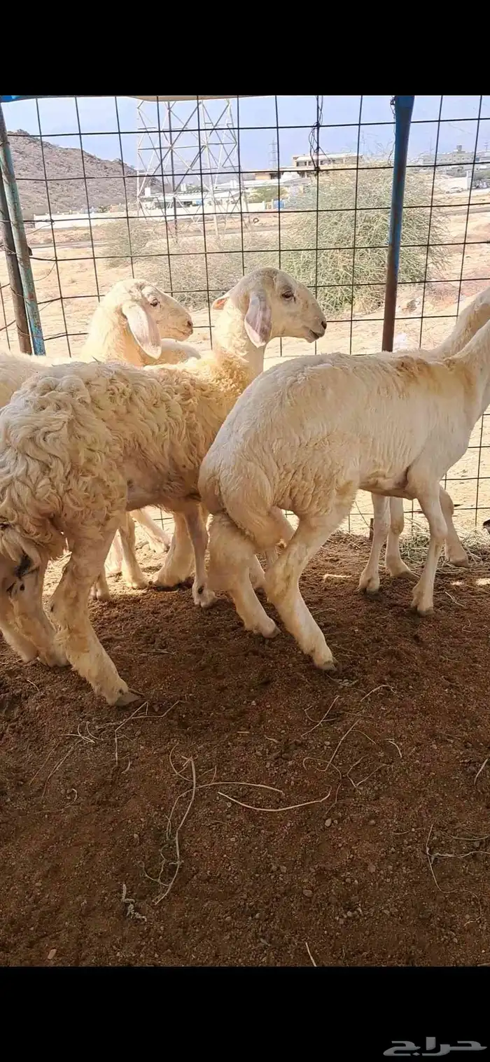 للبيع بهم نضاف وشحم 3