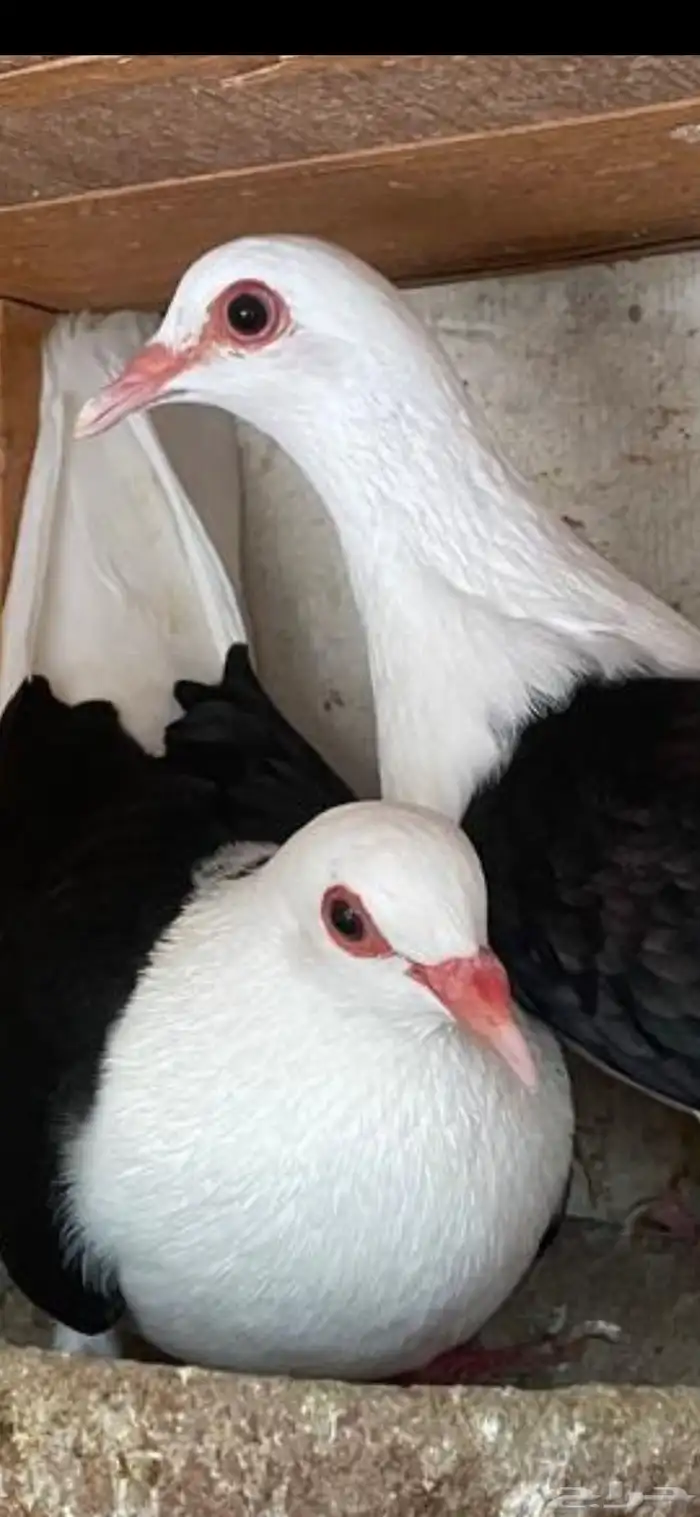 جوز رعبي تركيب جديد 3