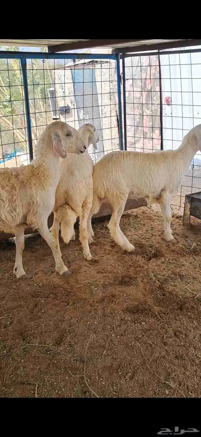 للبيع بهم نضاف وشحم 0