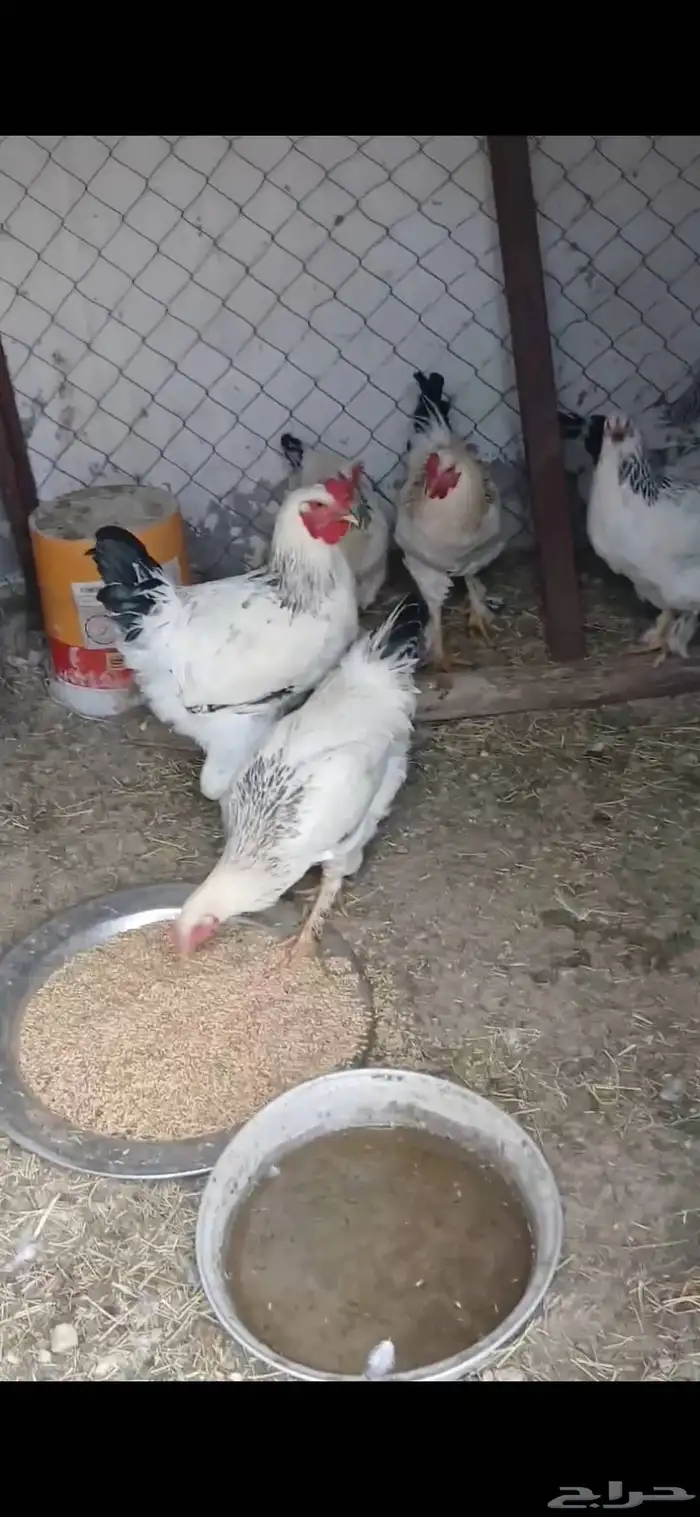 دجاج براهما العدد 7 0