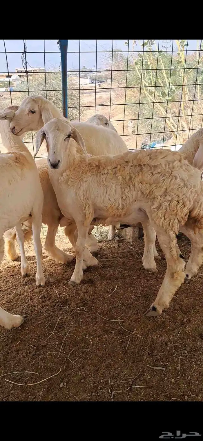 للبيع بهم نضاف وشحم 4