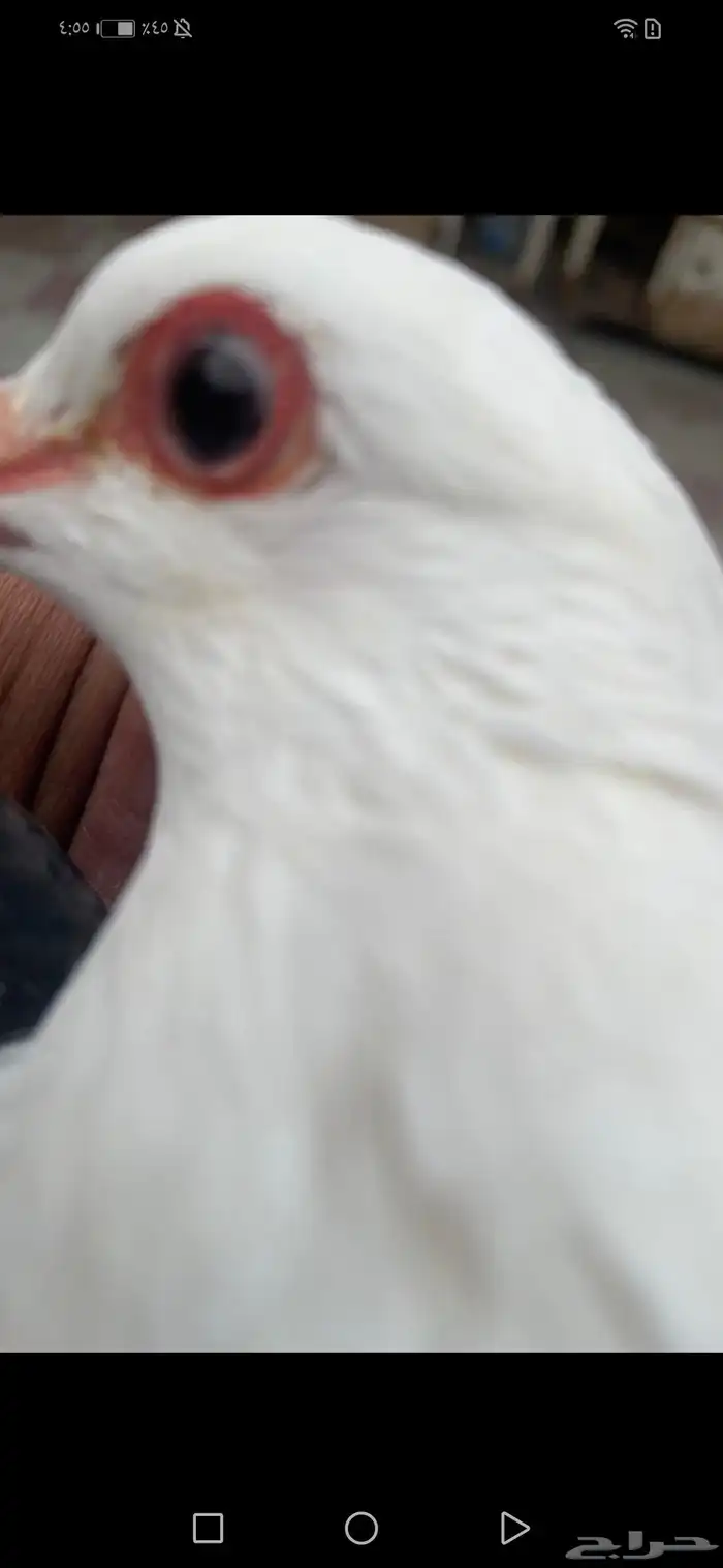 جوز رعبي تركيب جديد 7