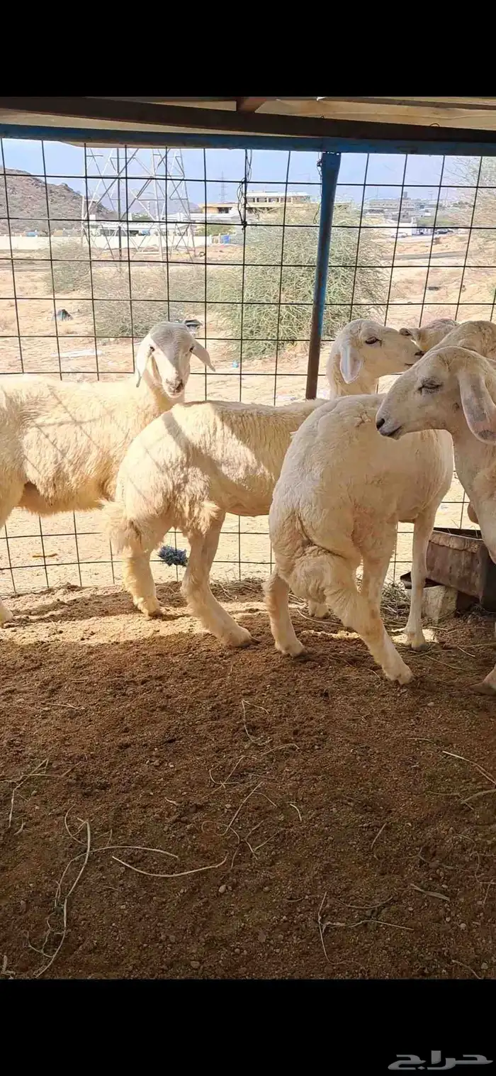 للبيع بهم نضاف وشحم 2