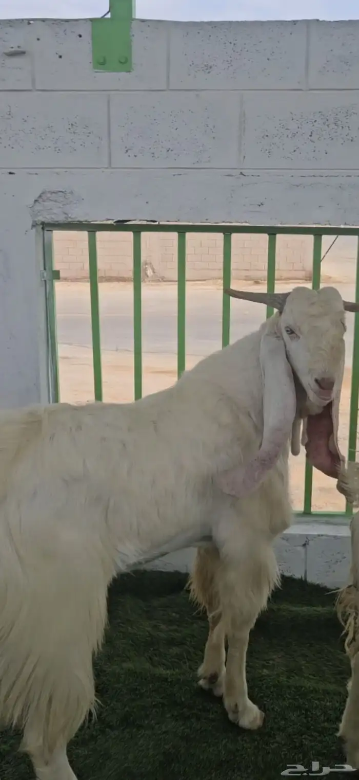 4 معزا مشاريك مقاني بيض بالفحل ابرص 4